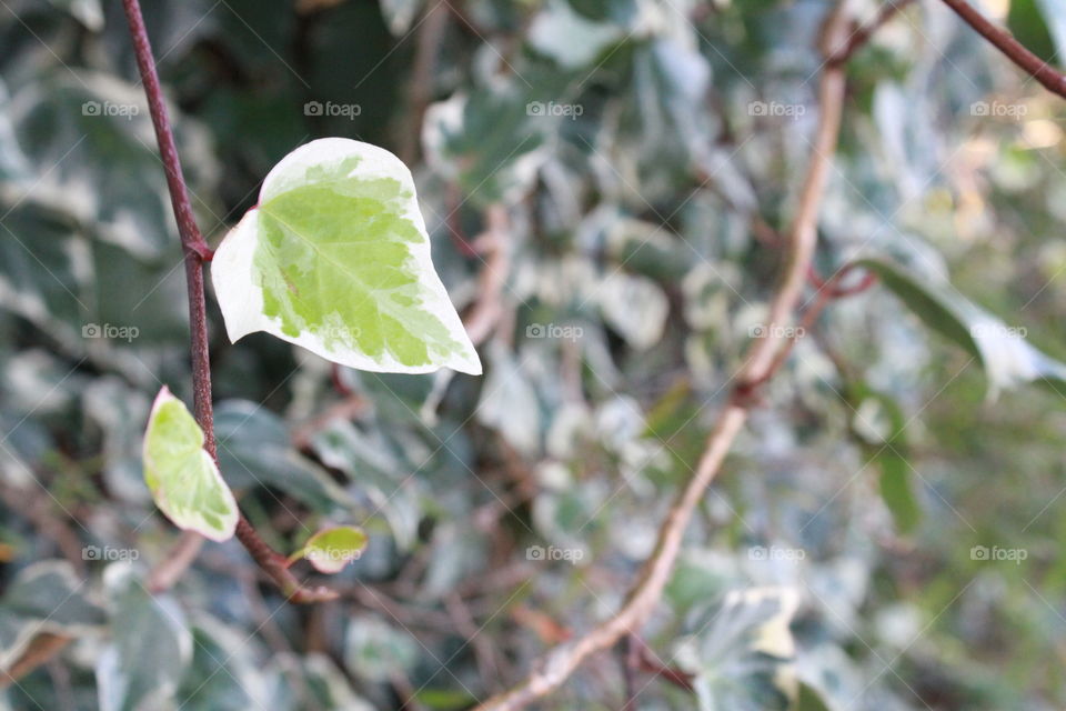 Ivy Leaf