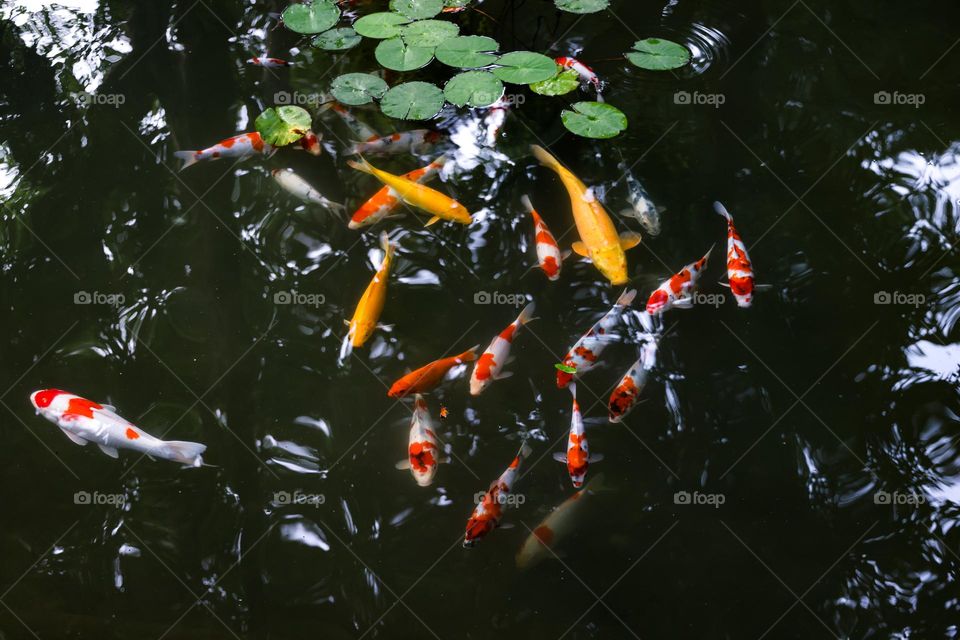 koi