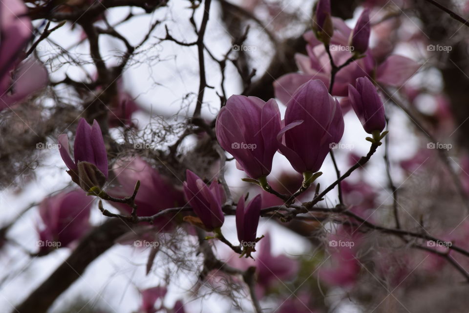 Japanese Magnolia Madness 