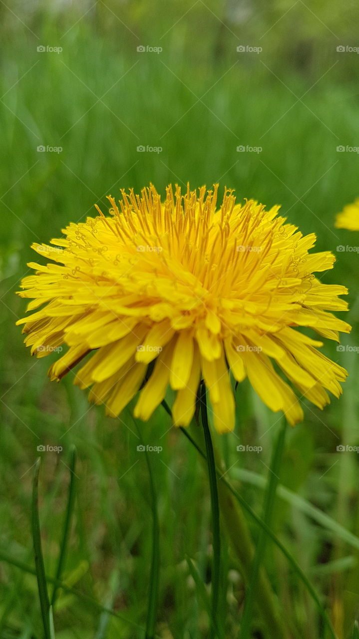 bright yellow dandelion closeup in the park