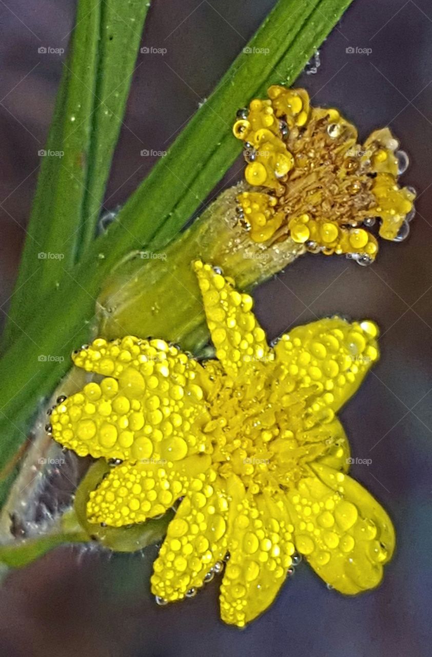 dew on wildflower