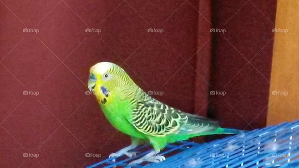 Yellow and green budgerigar