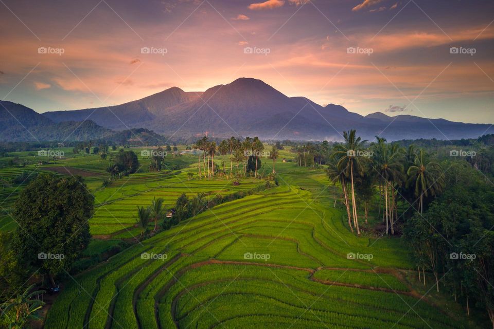 green rice fields