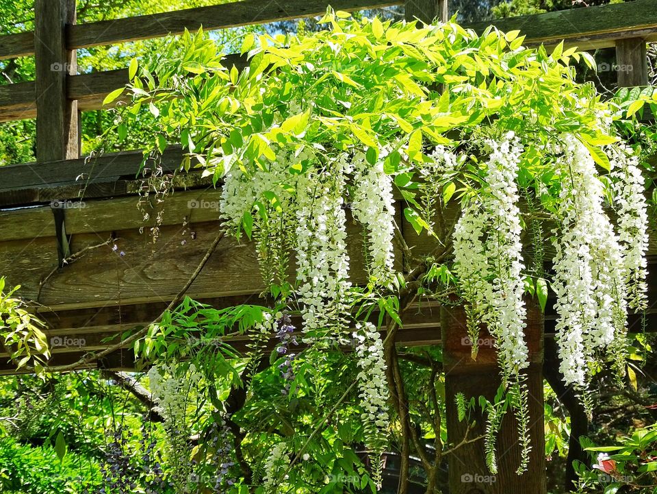 Wisteria In Bloom. Wisteria Blooming On A Trellis In Springtime
