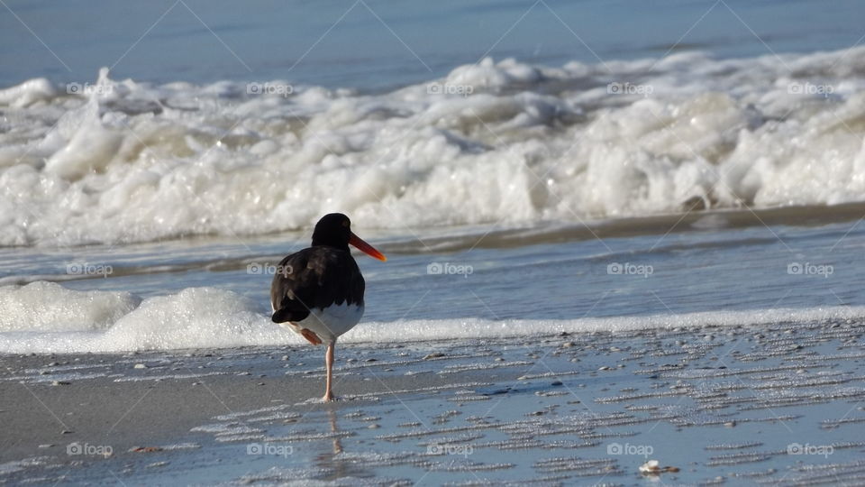 Shore Birds