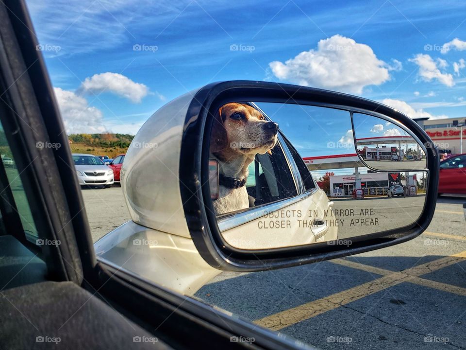 Life with pets:
car ride