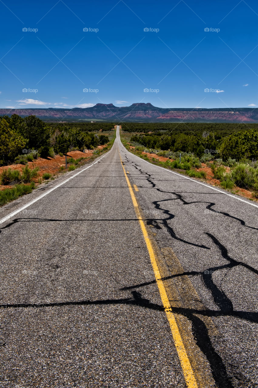 Road long with tree