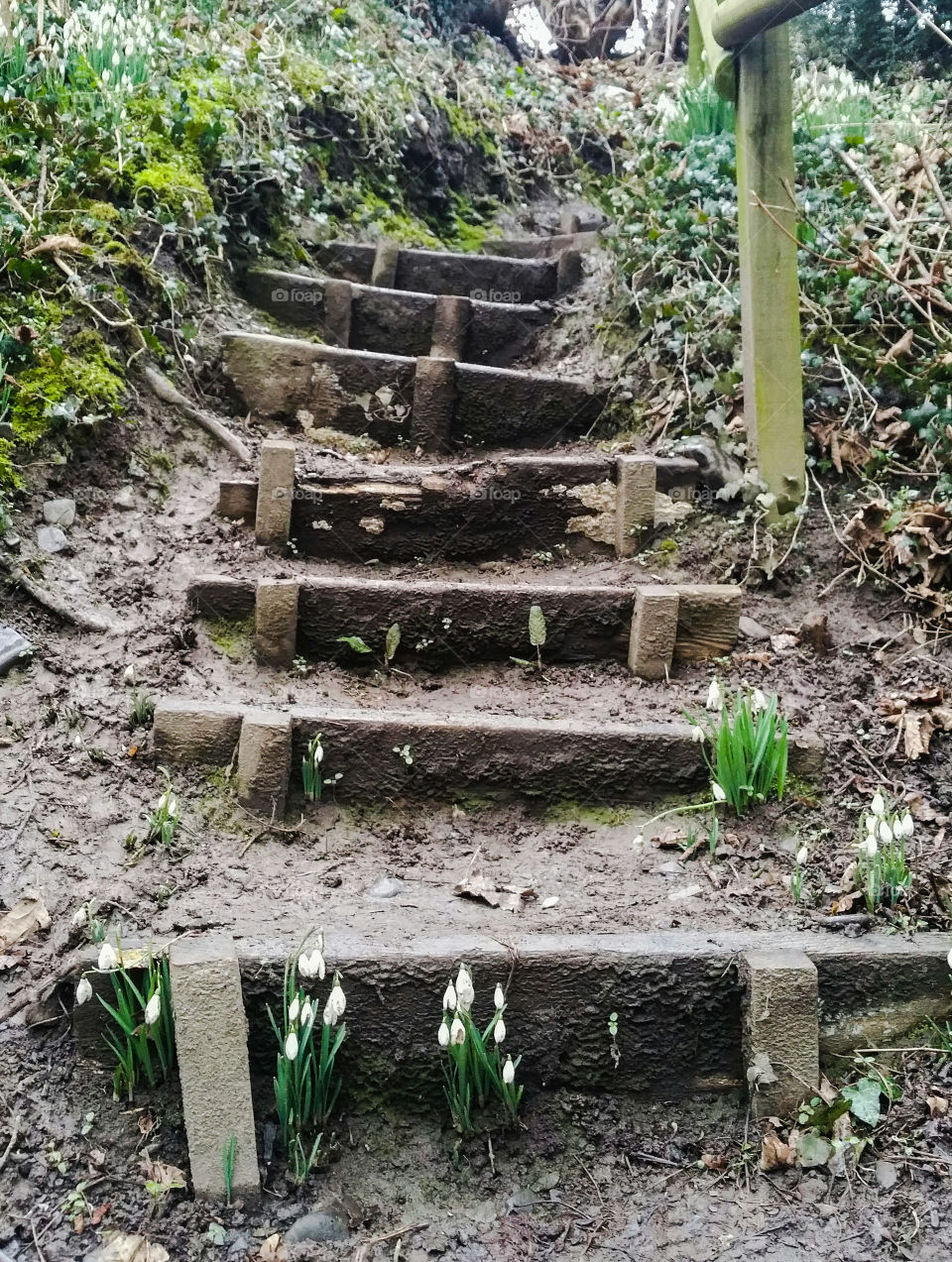 Snowdrops and steps