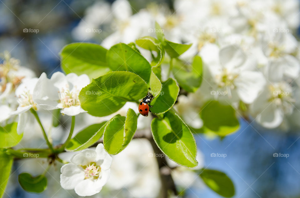 Balancing in the spring sun