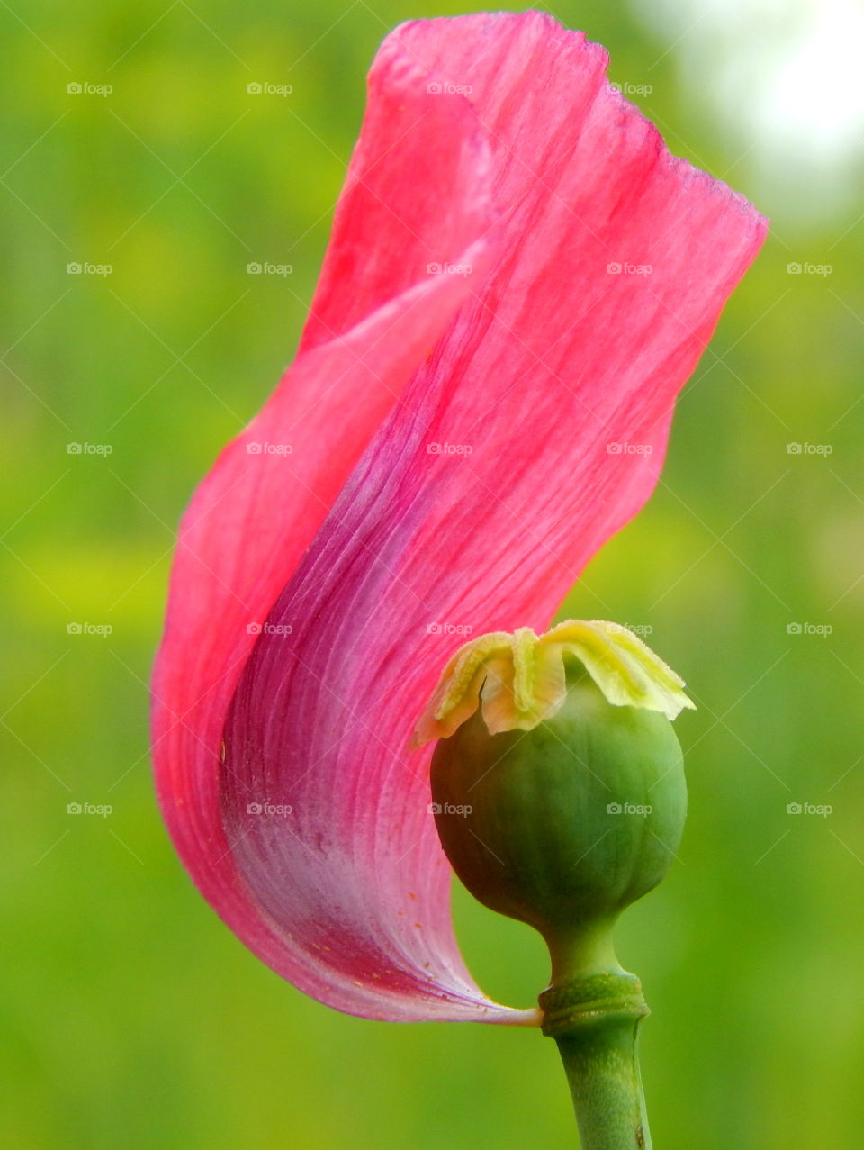 One pink petal