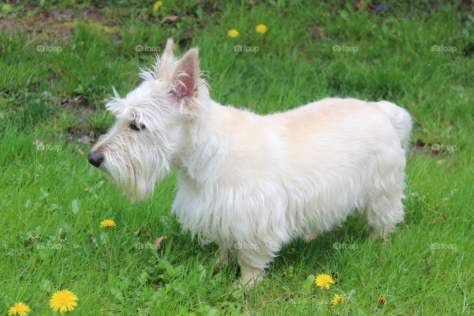 Kasey. Wheaton Scottish Terrier 