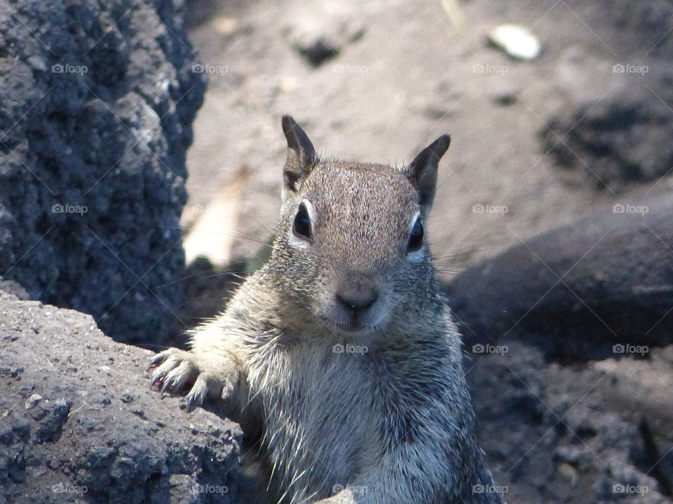 Squirrel in forest break