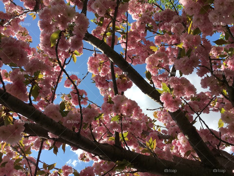 Japanese ornamental cherry