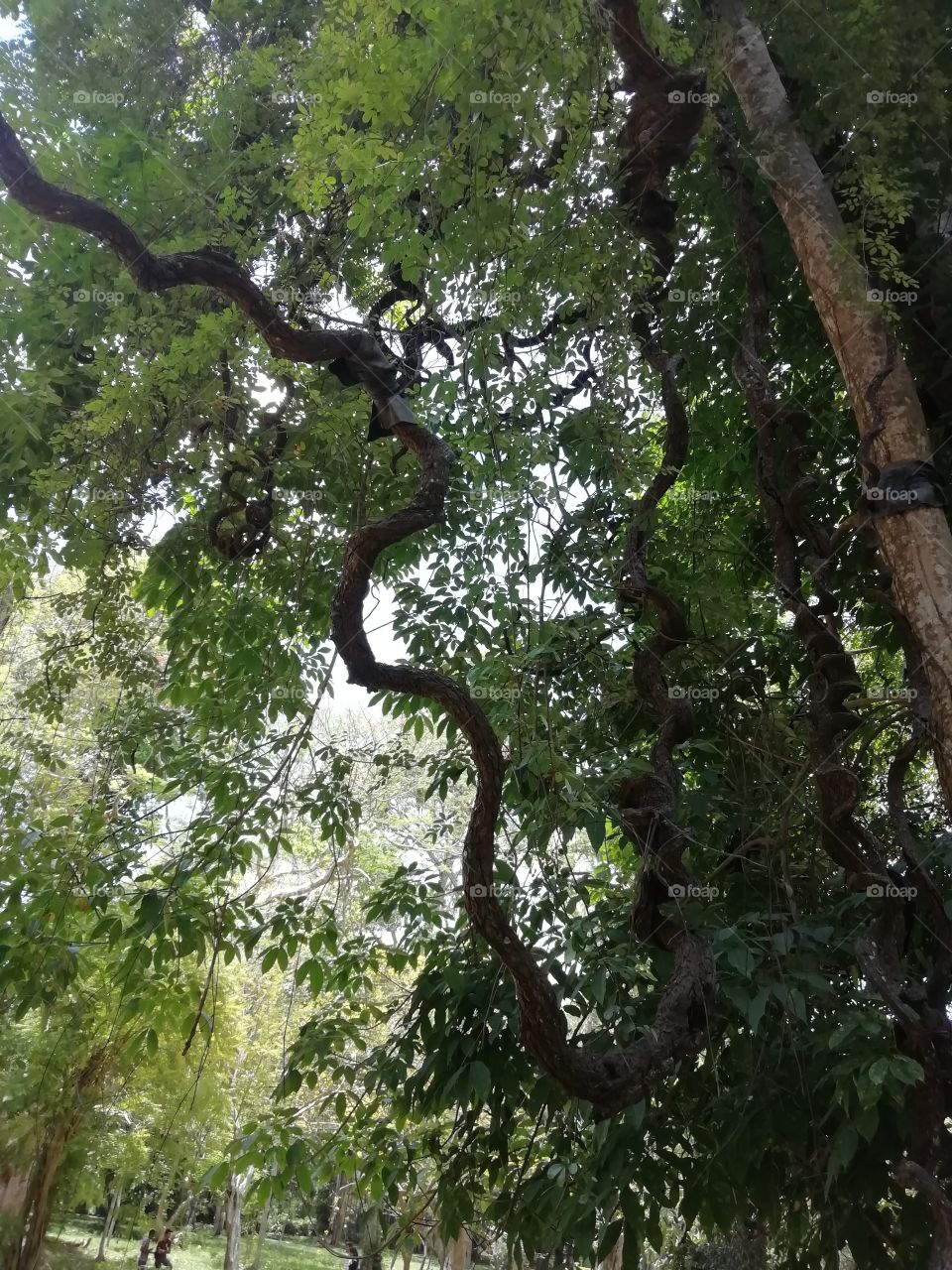 Beautiful sceneries at the botanical Garden