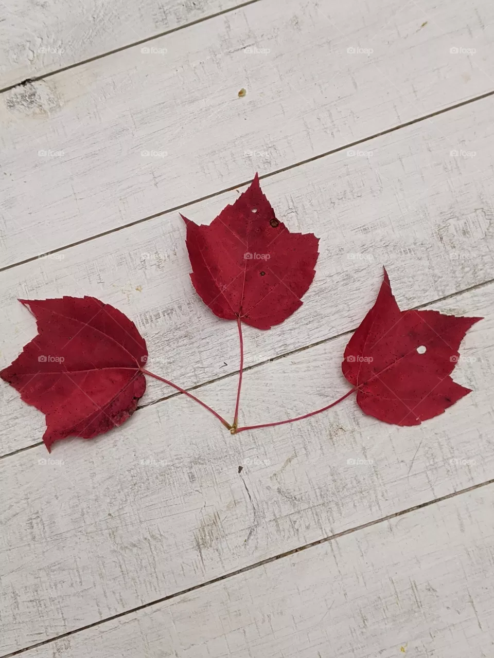 Red Maple leaf.