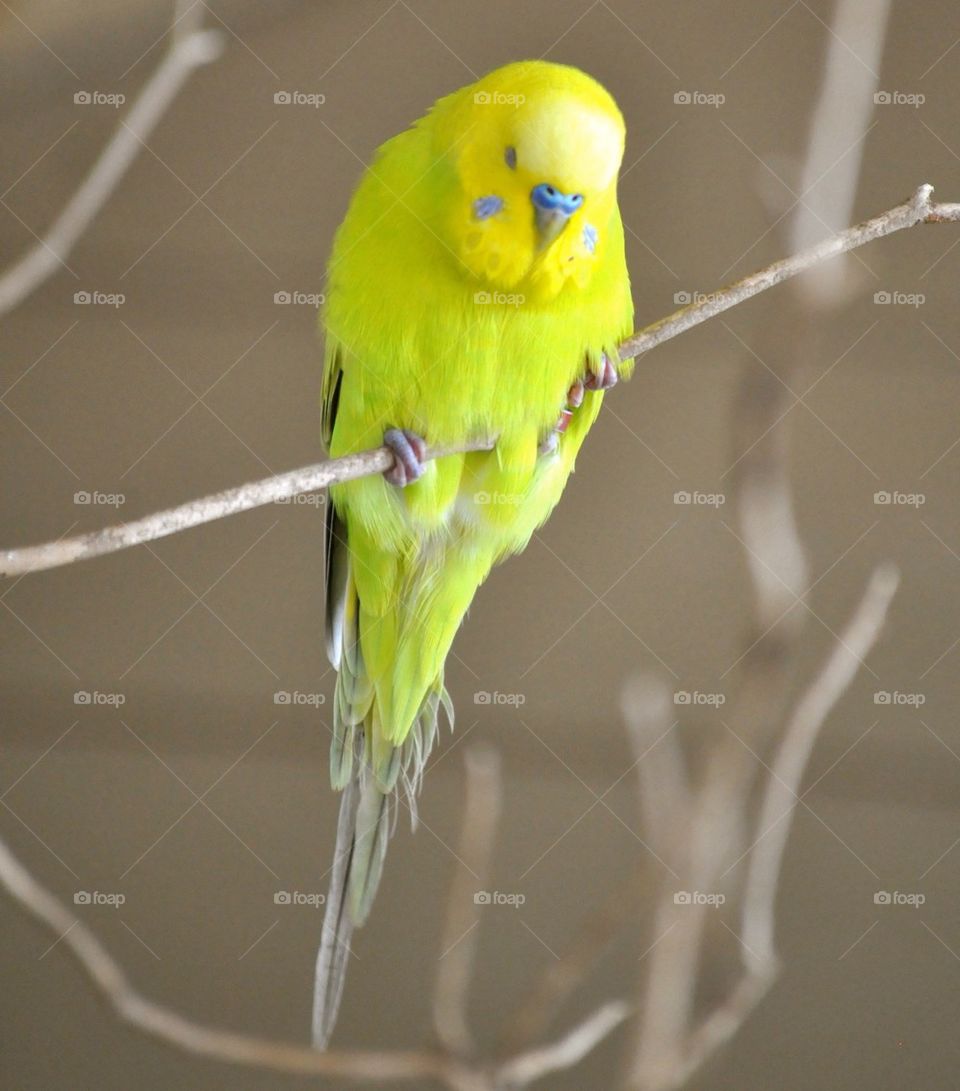 Parakeet