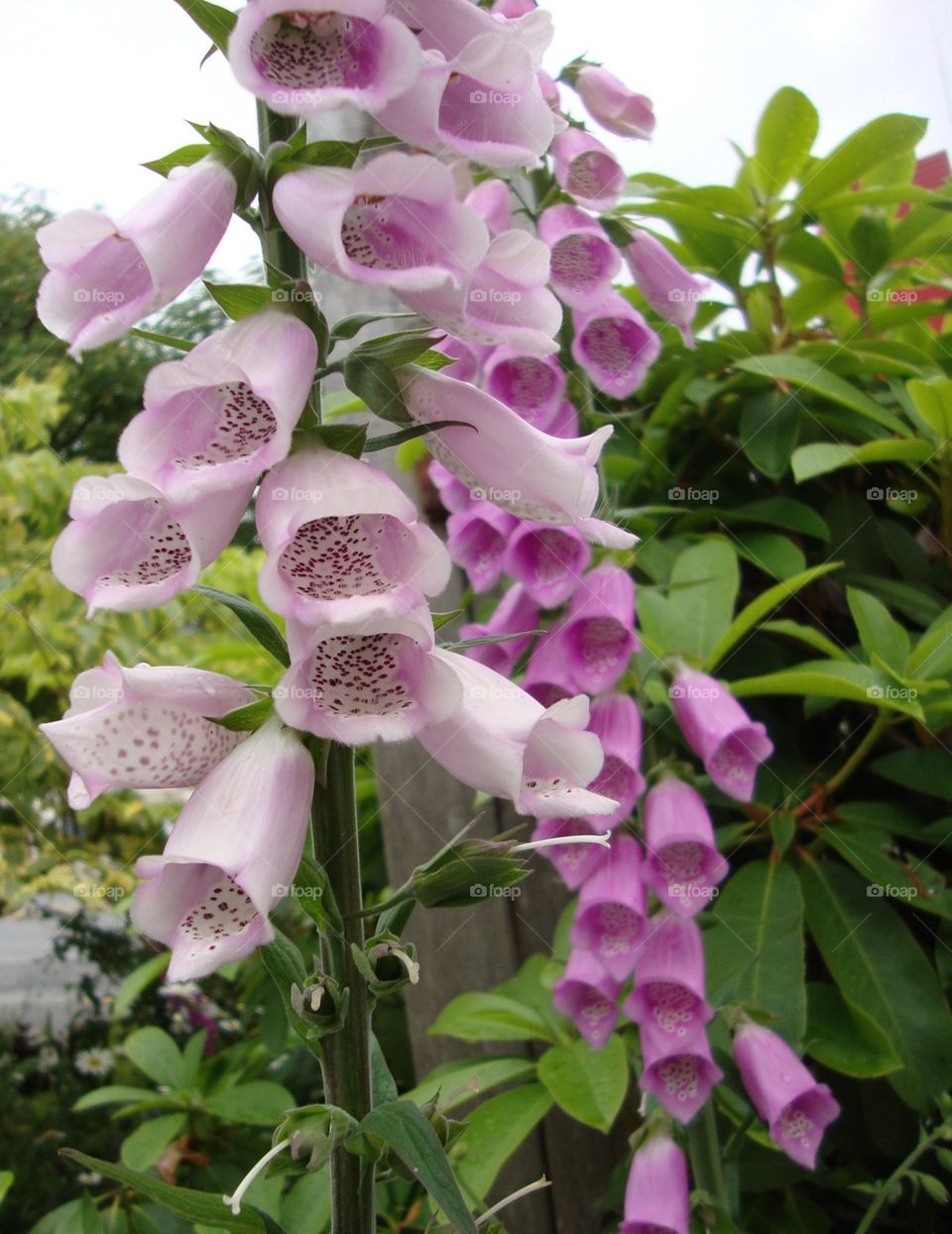 Foxglove flowers 