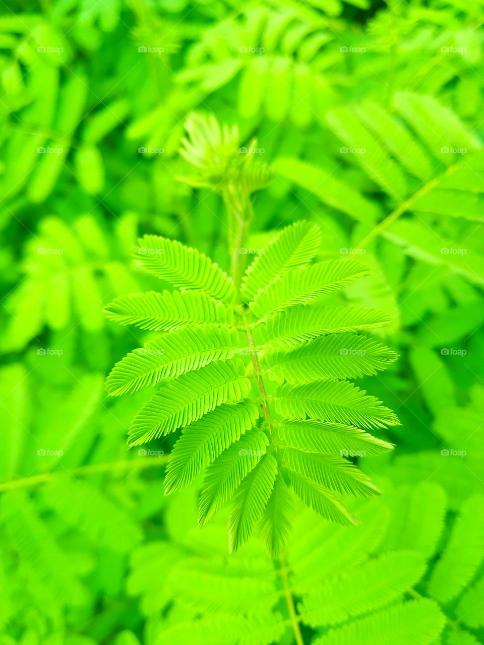 Green Plant