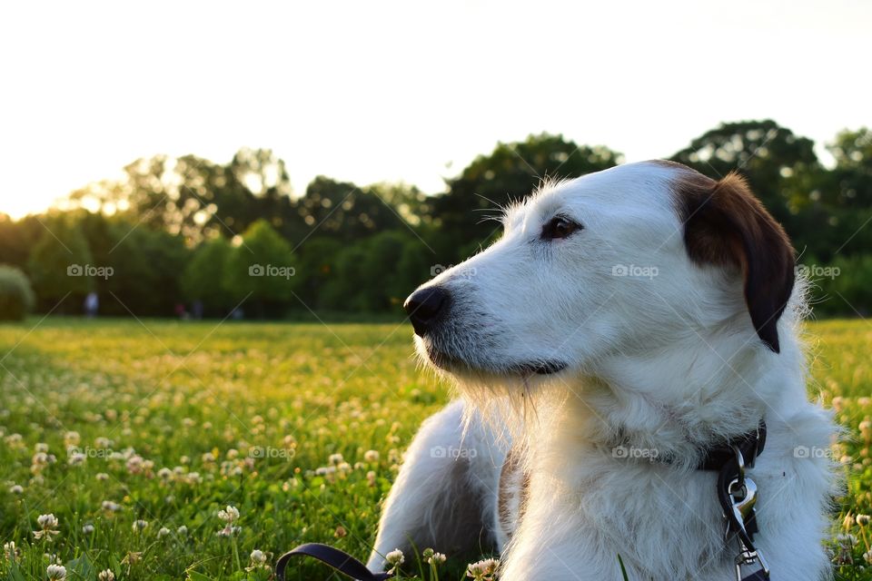 Cute puppy enjoying last of late evening summer sun