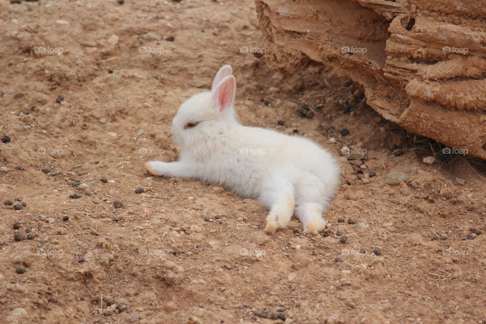 lazy bunny relaxing