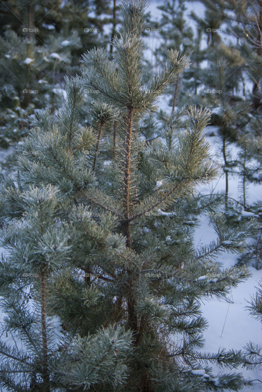 spruce branch in the winter