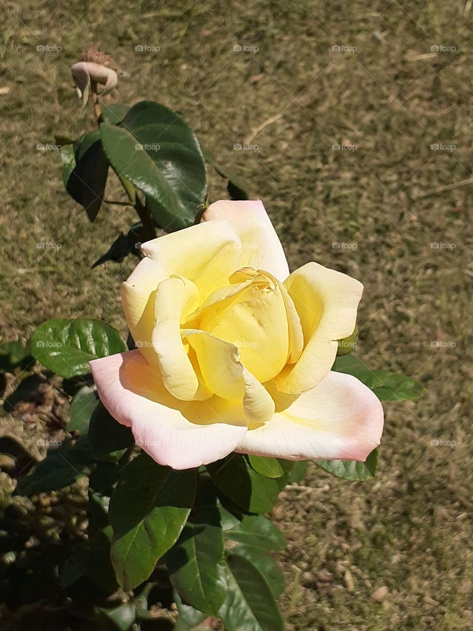 una rosa especial