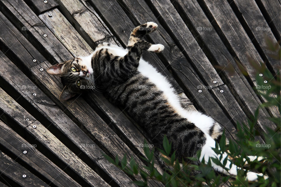 stretching for attention. A cat being lazy on a boardwalk in shanghai china