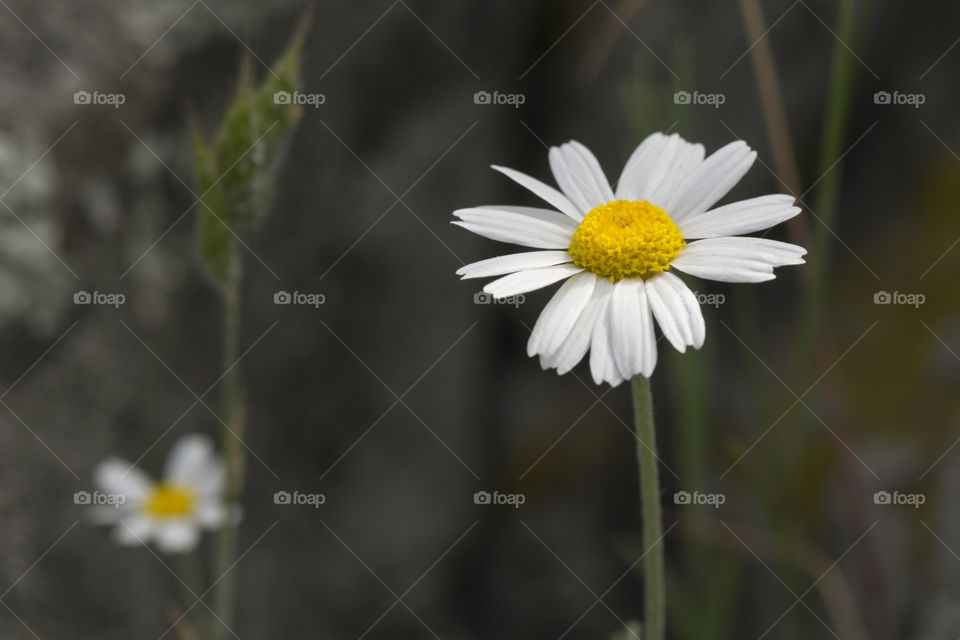 flower close up