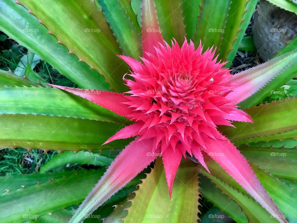 Bromeliad in bloom