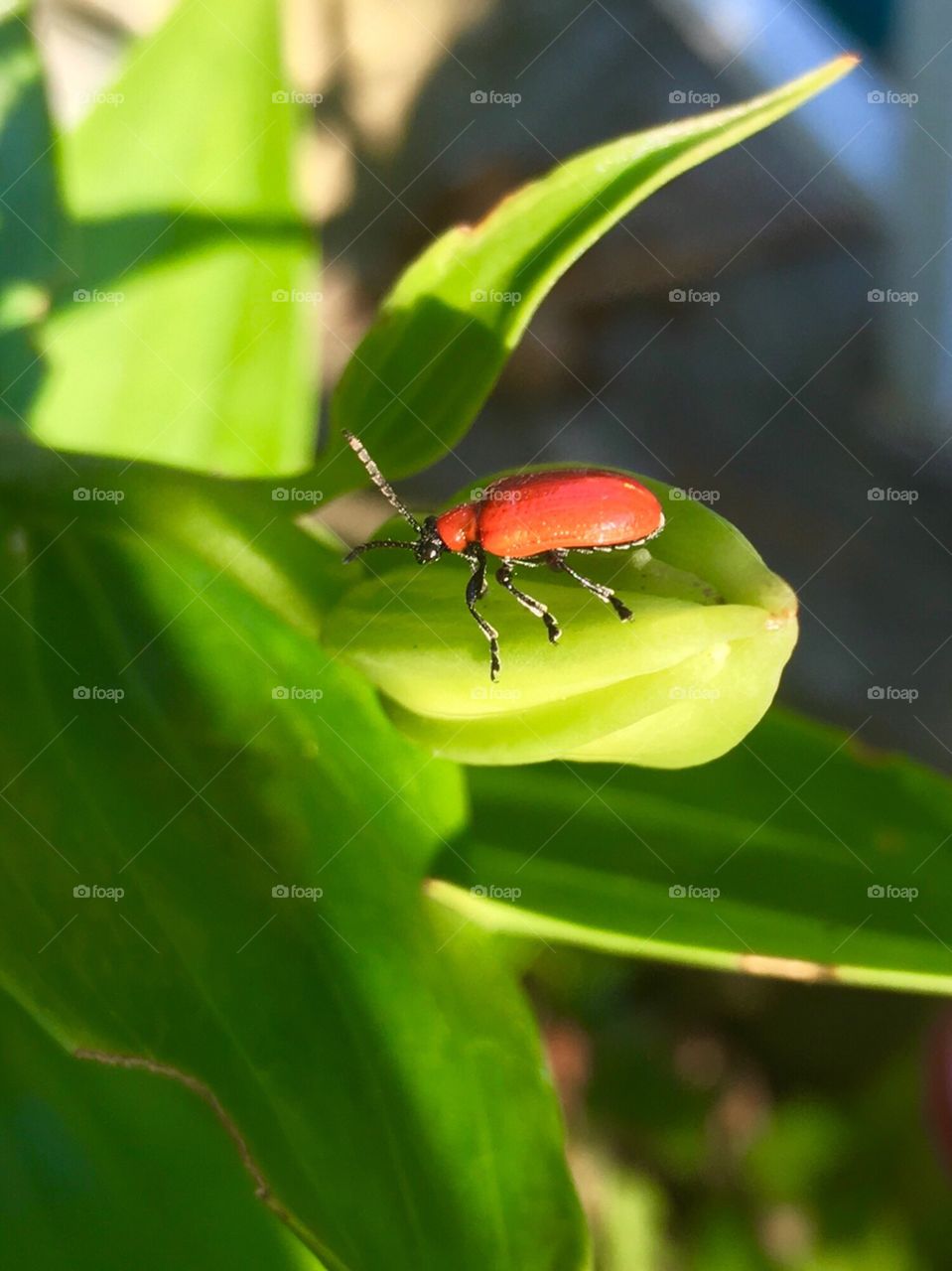 Ladybugs