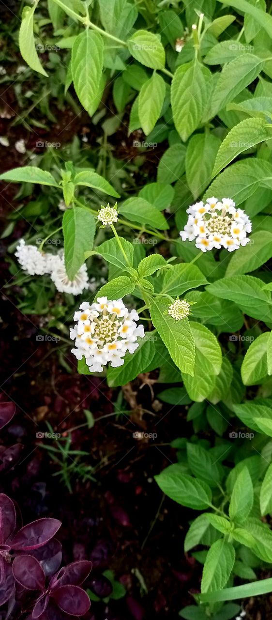 So cute white colour small flower bunch looks also so nice small flower bunch and also looks pretty that flower middle yellow colours also pretty green leaf fegranse less flower garden flower