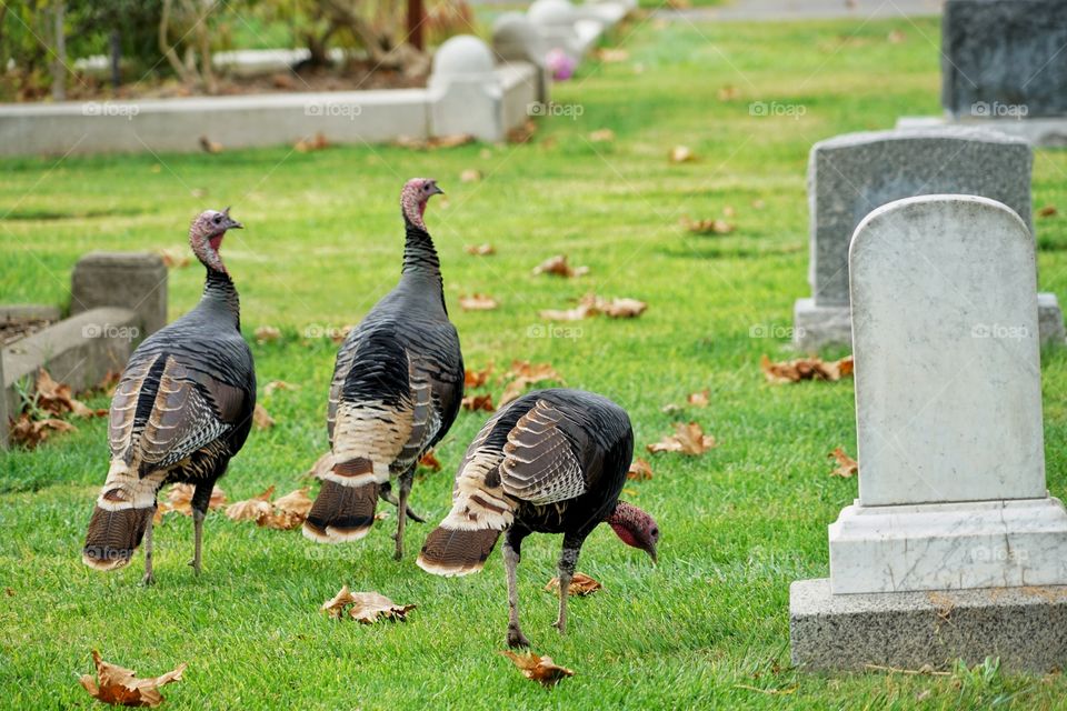 Wild Turkeys In A Graveyard 