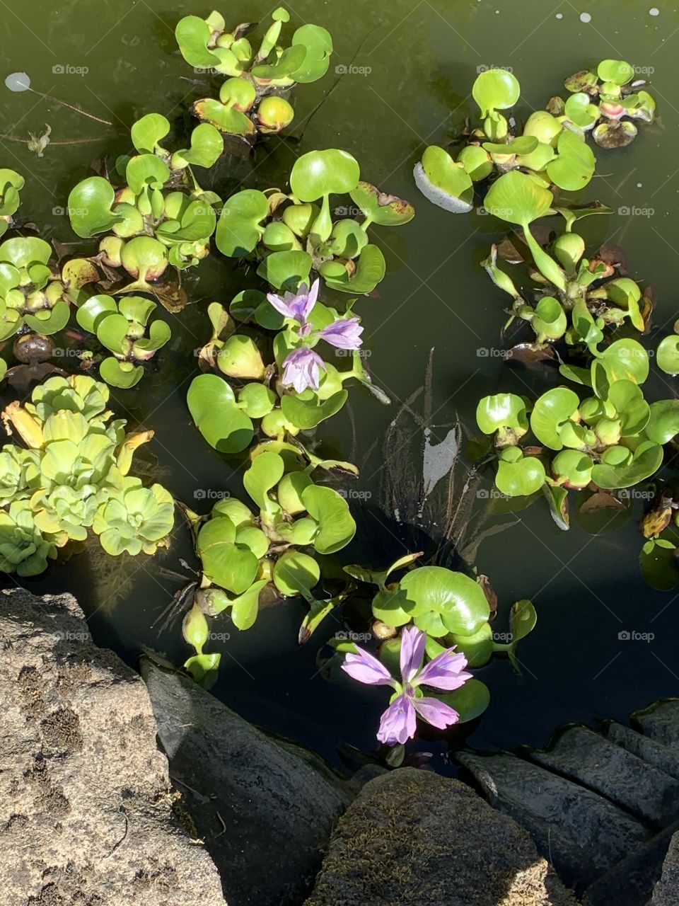My pond flowers just getting started