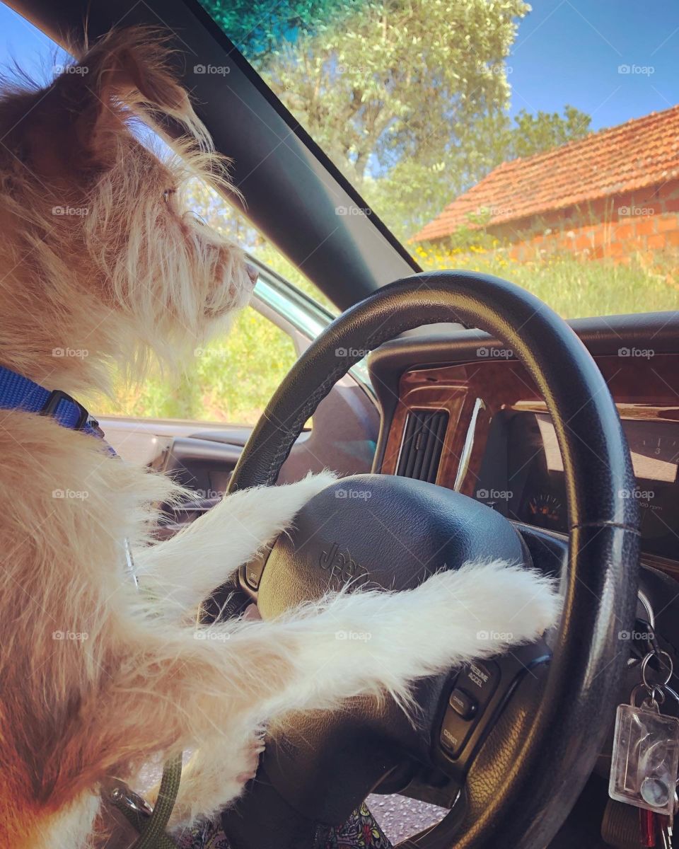 Dog at the steering wheel of a car, watching the road.