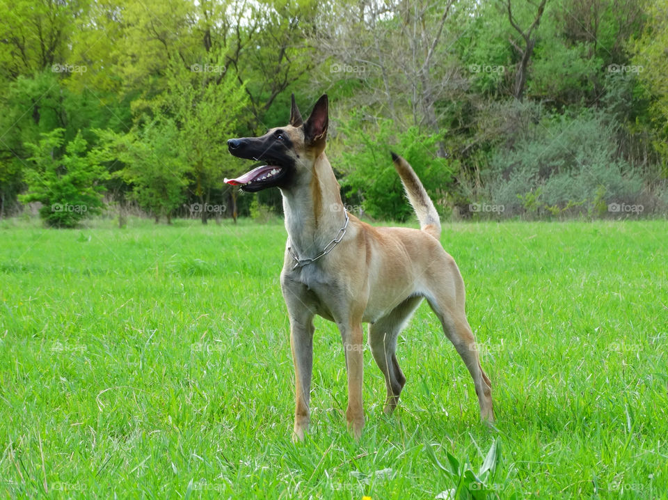 Malinois