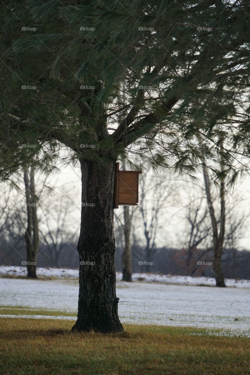 Bird feeder mounted to a pine tree. 