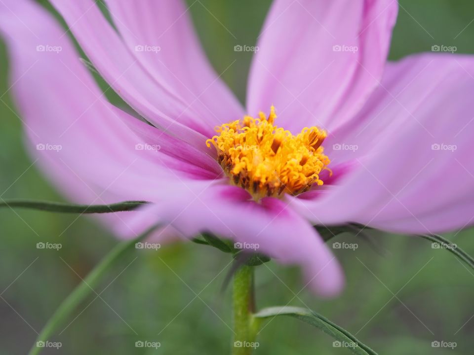 Pink cosmos 