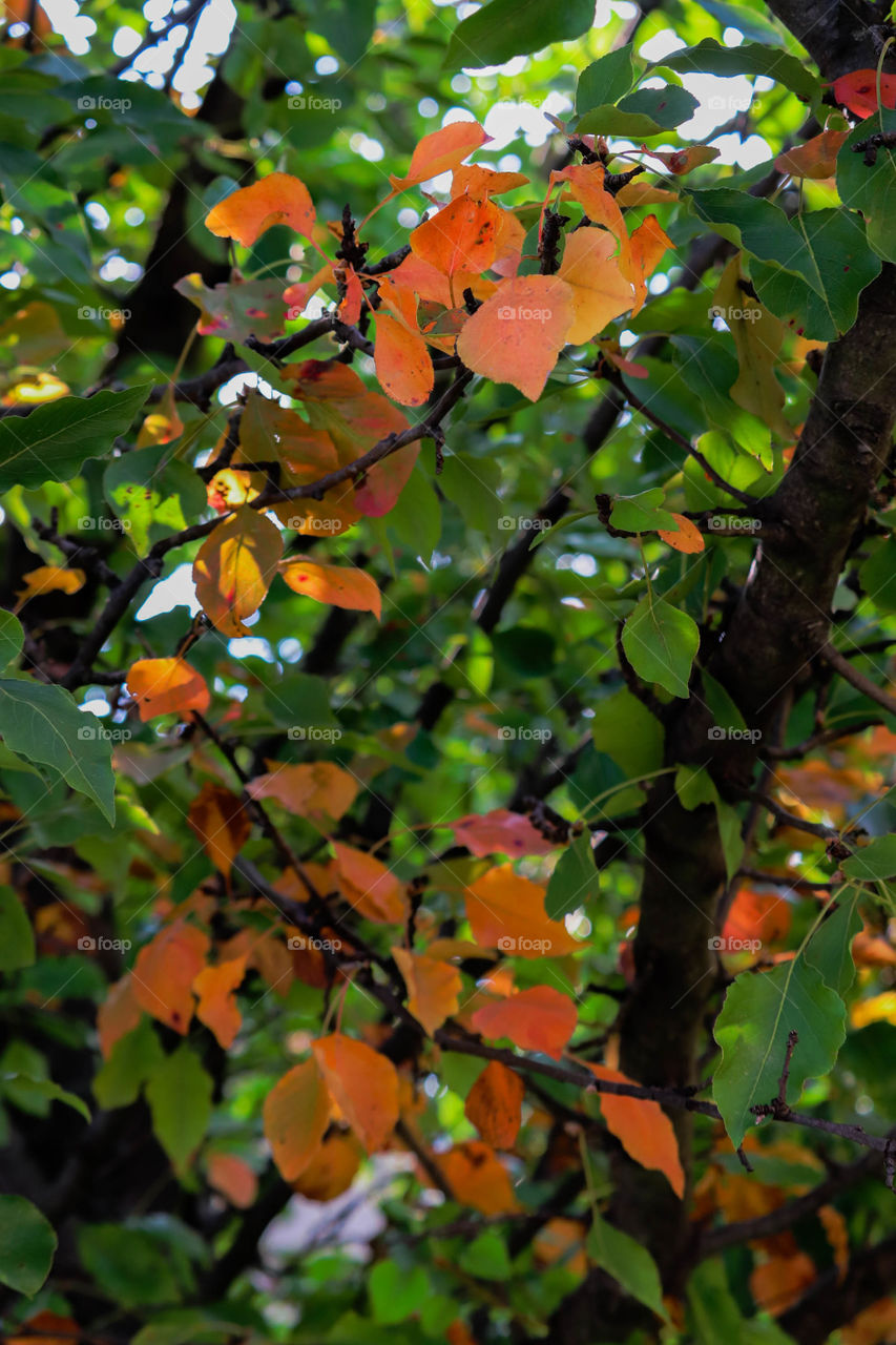 orange fall leaves