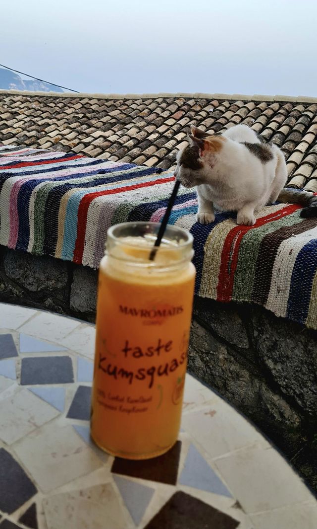 Cat drinking smoothie 