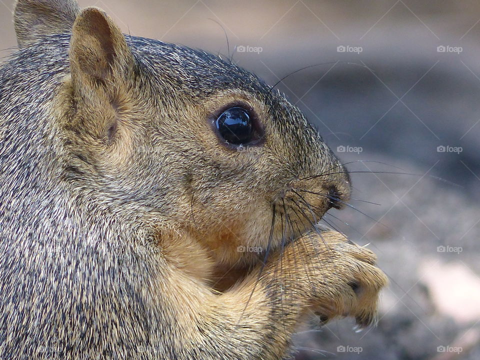 Squirrel close up