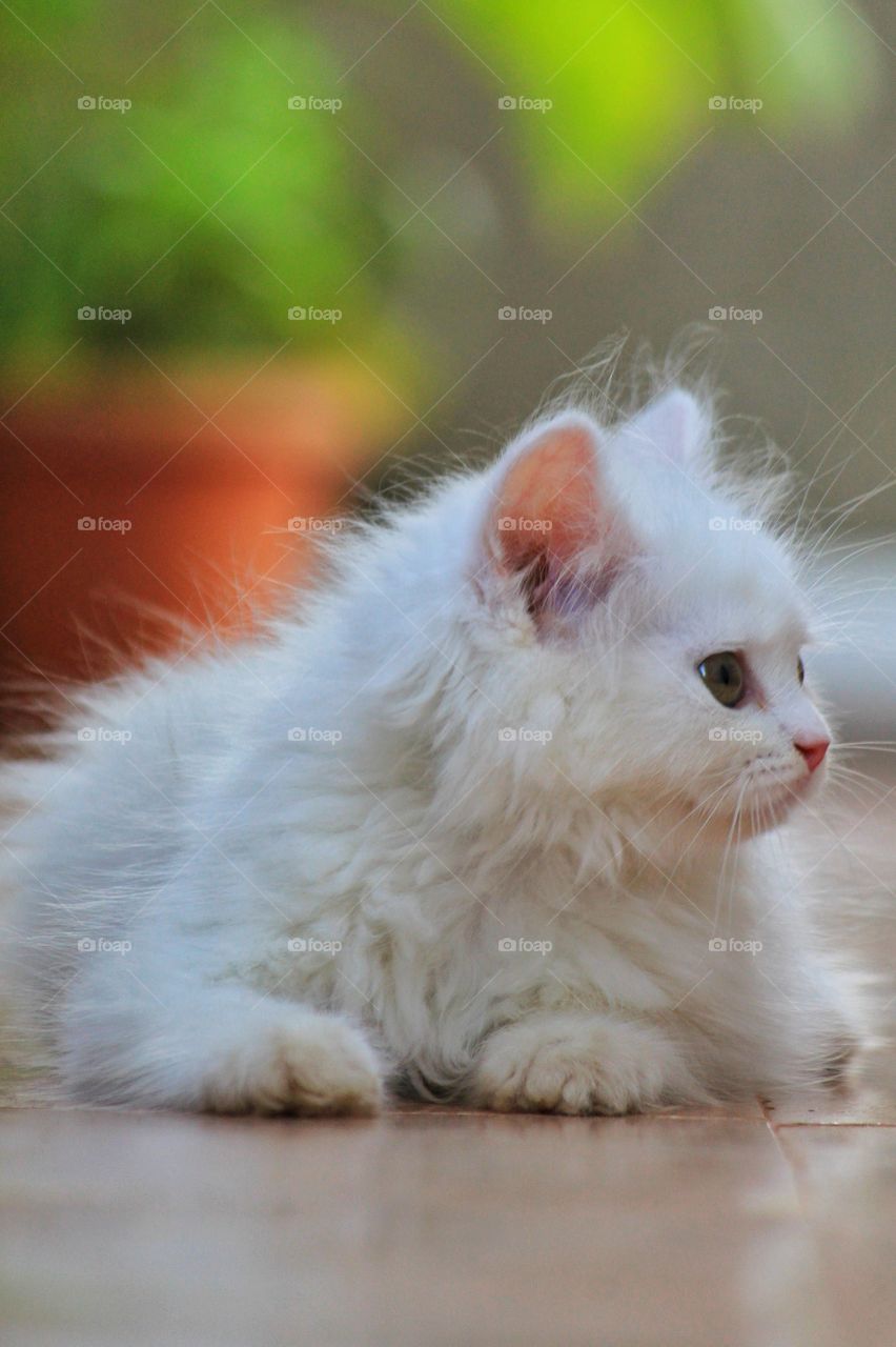 Beautiful Persian kitten 🐈 Miley