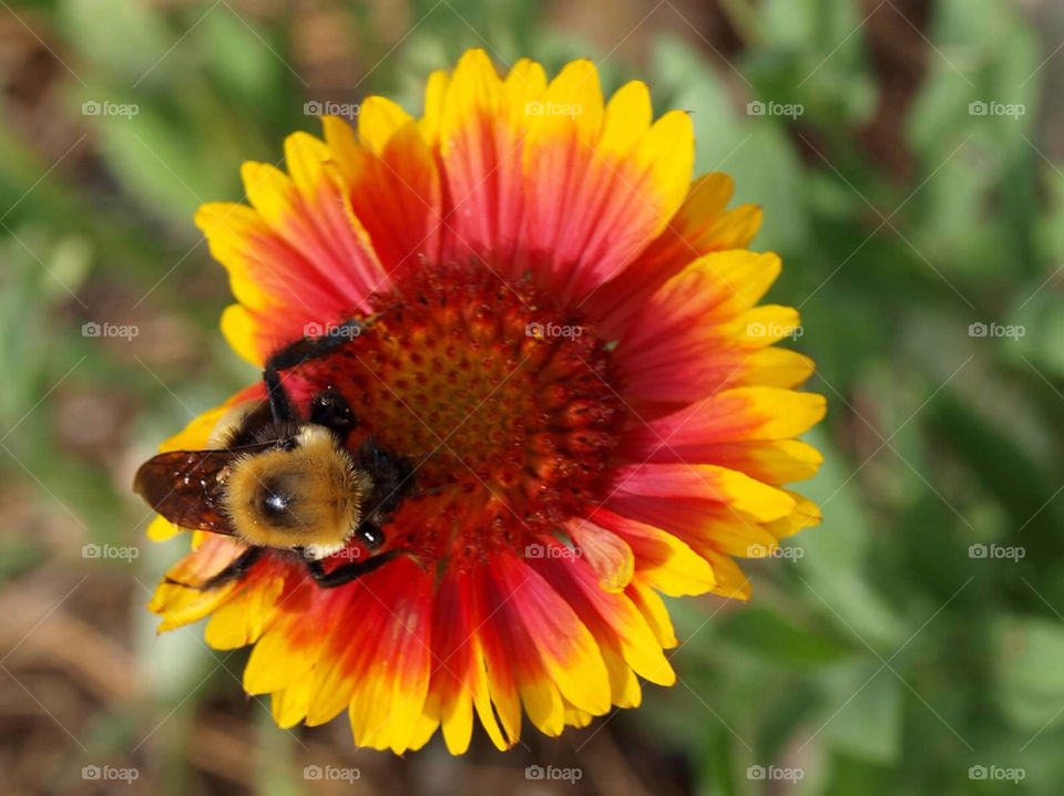 yellow flower orange bee by ezdrossi