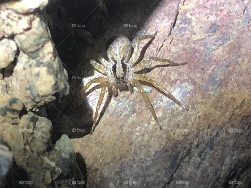 Wolf spider caught off guard 