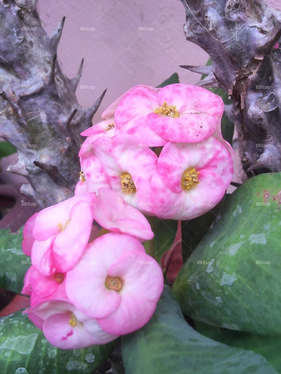 Flower, No Person, Nature, Flora, Leaf