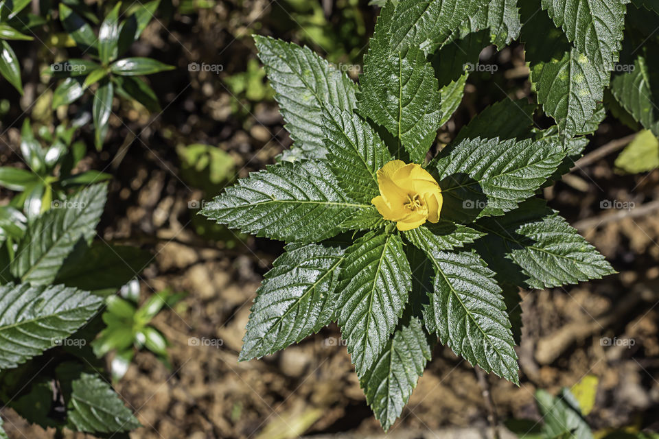 Yellow flower on background green leaves in the garden.