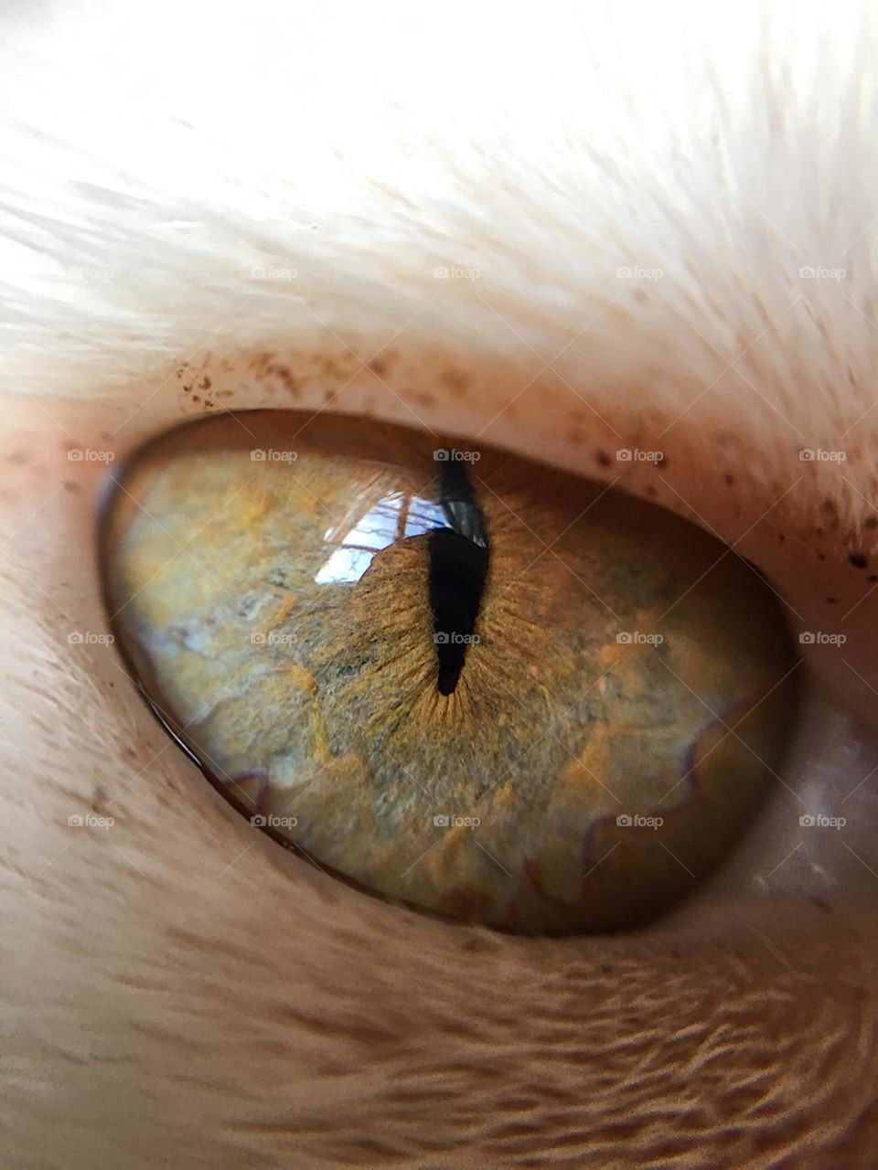 Sauron's Eye.
Cat eye