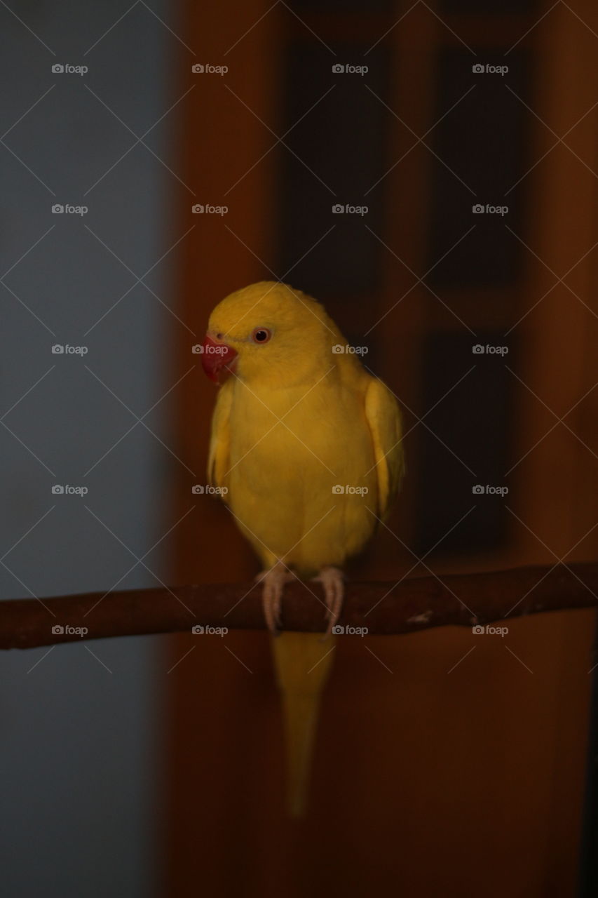 One of the most beautiful animals there is.