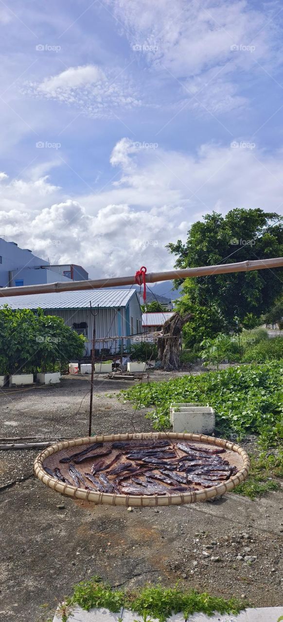 Dried fish in the sun with blue sky and white clouds.