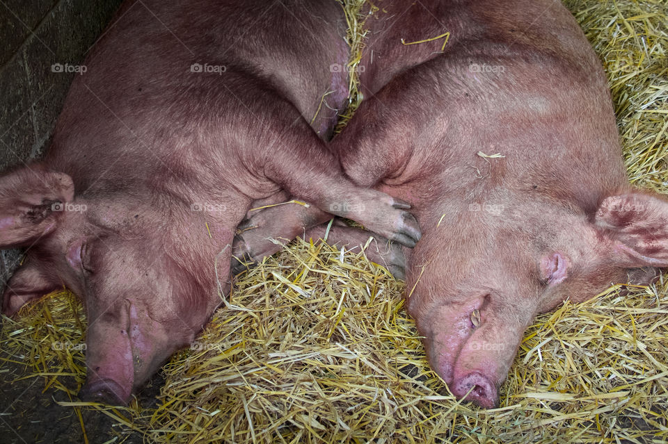 2 near identical pink pigs lay hugging each other in the hay