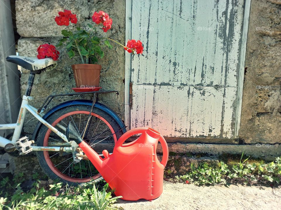 bicycle and red geranium.